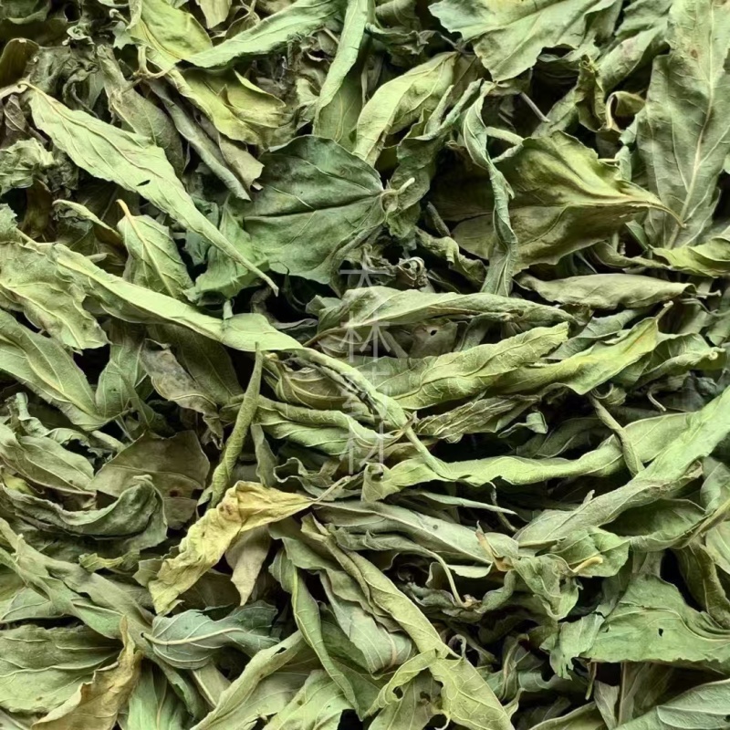 忧遁草叶【包邮】三斤起发货可批量可零售量大从优