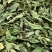 忧遁草叶【包邮】三斤起发货可批量可零售量大从优