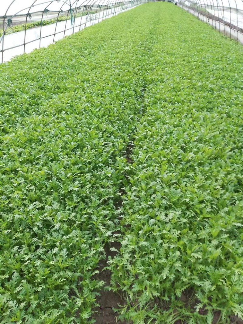 茼蒿上海茼蒿精品茼蒿大量供货，品质保障量大从优欢迎咨询