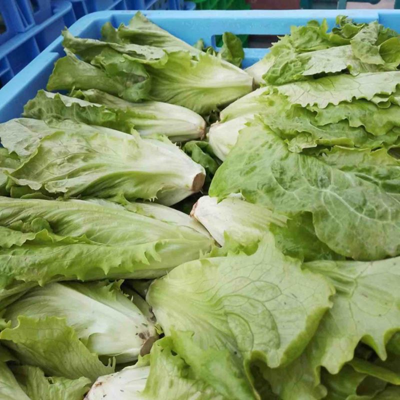 生菜上海生菜精品生菜大量供货，品质保障量大从优欢迎咨询