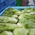 生菜上海生菜精品生菜大量供货，品质保障量大从优欢迎咨询