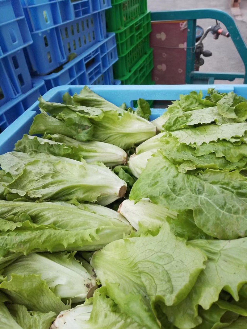 生菜上海生菜精品生菜大量供货，品质保障量大从优欢迎咨询