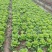 生菜上海生菜精品生菜大量供货，品质保障量大从优欢迎咨询