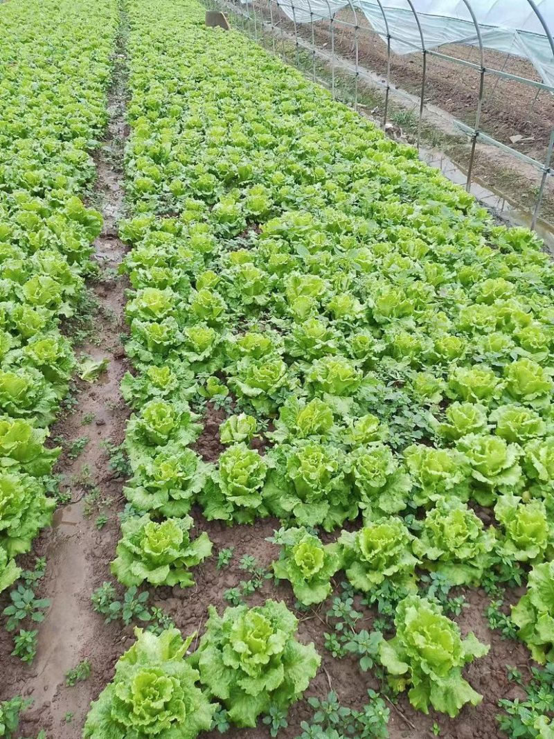生菜上海生菜精品生菜大量供货，品质保障量大从优欢迎咨询