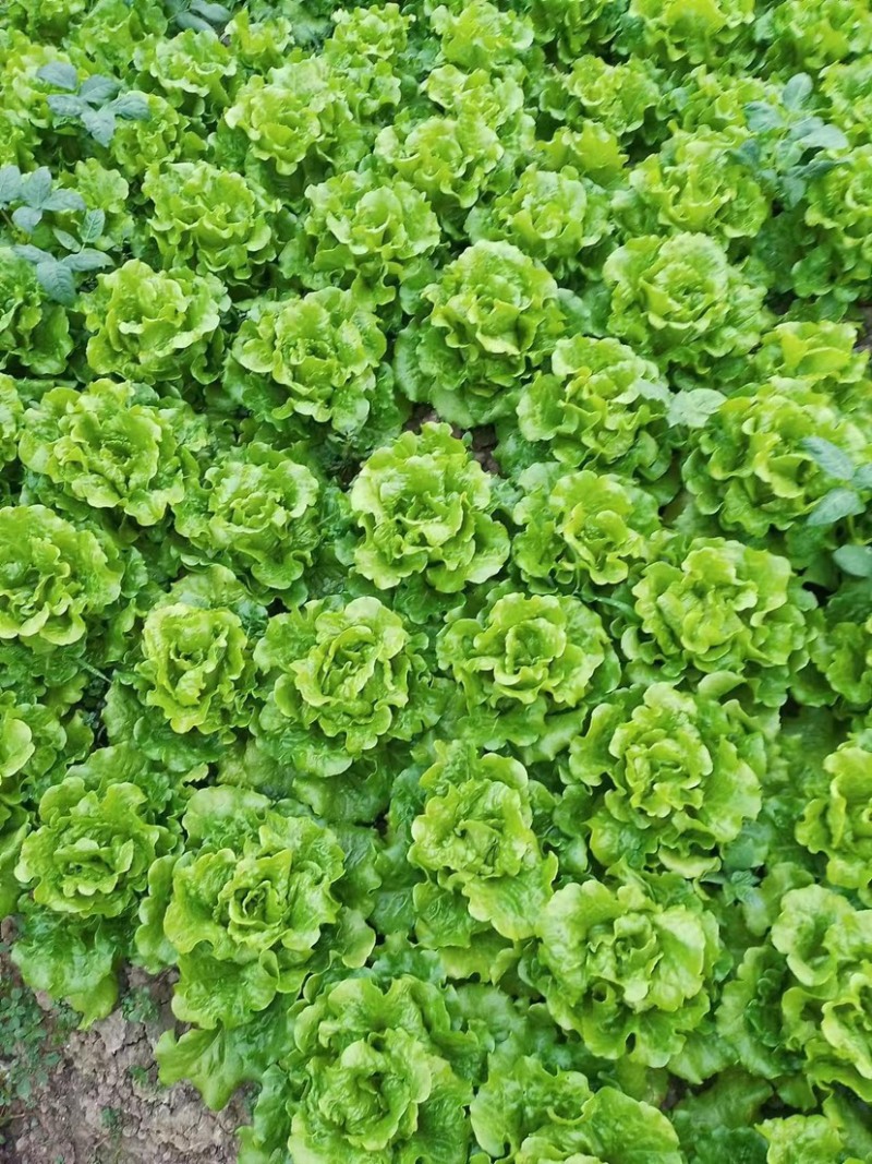 生菜上海生菜精品生菜大量供货，品质保障量大从优欢迎咨询