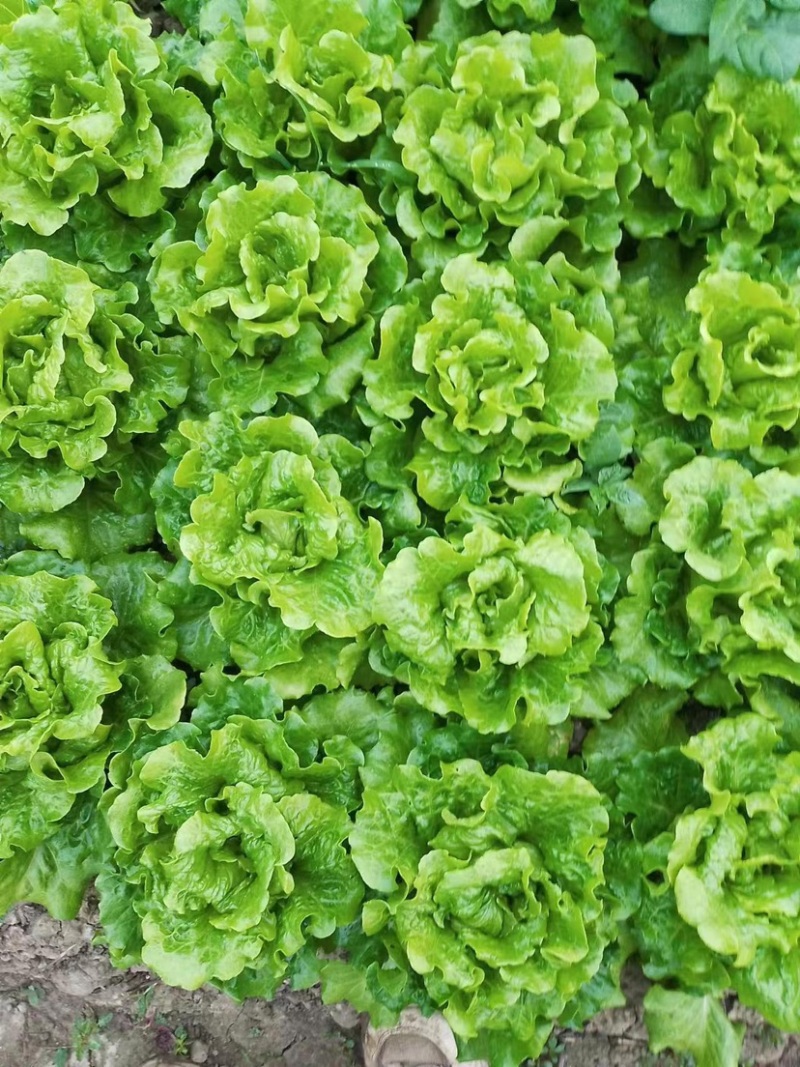 生菜上海生菜精品生菜大量供货，品质保障量大从优欢迎咨询
