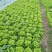 生菜上海生菜精品生菜大量供货，品质保障量大从优欢迎咨询