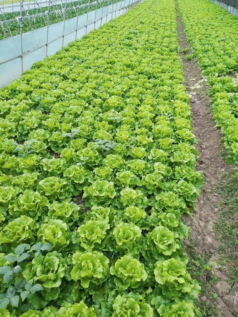 生菜上海生菜精品生菜大量供货，品质保障量大从优欢迎咨询