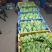 生菜上海生菜精品生菜大量供货，品质保障量大从优欢迎咨询