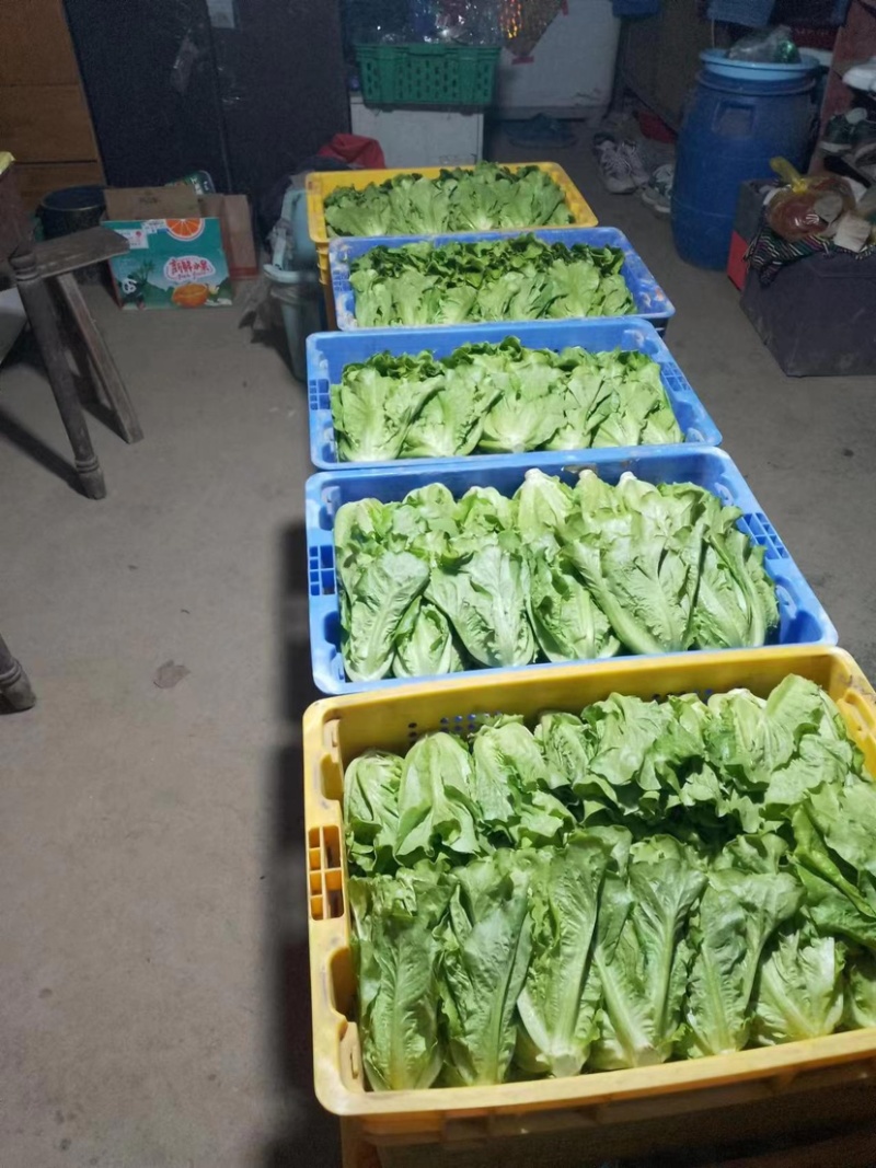 生菜上海生菜精品生菜大量供货，品质保障量大从优欢迎咨询