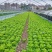 生菜上海生菜精品生菜大量供货，品质保障量大从优欢迎咨询