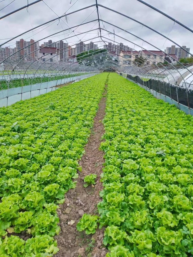 生菜上海生菜精品生菜大量供货，品质保障量大从优欢迎咨询
