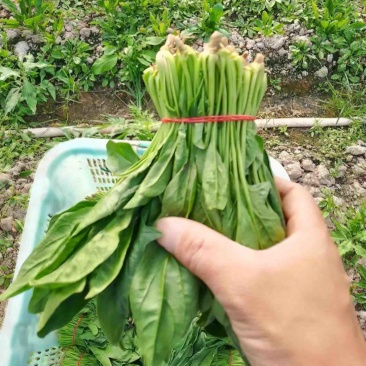 菠菜上海菠菜精品菠菜大量供货，品质保障量大从优欢迎咨询