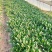 菠菜上海菠菜精品菠菜大量供货，品质保障量大从优欢迎咨询
