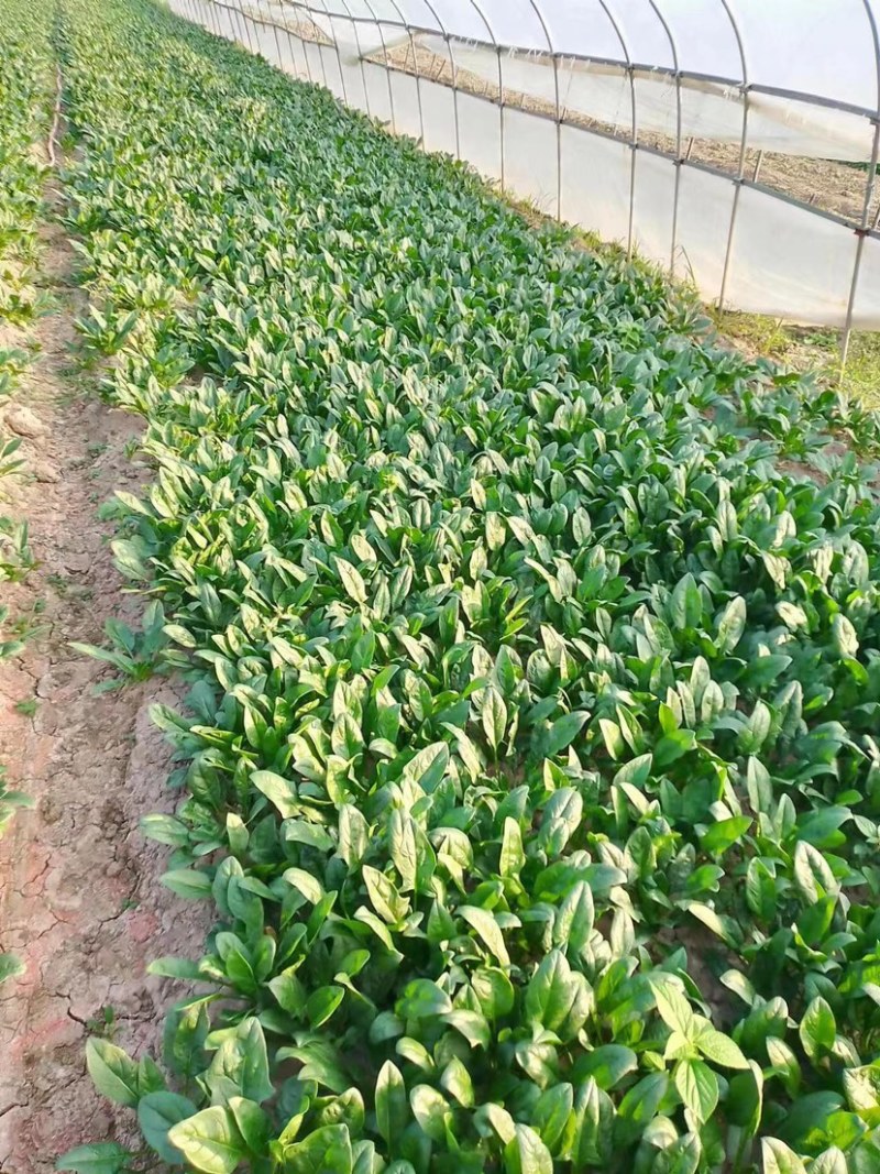 菠菜上海菠菜精品菠菜大量供货，品质保障量大从优欢迎咨询