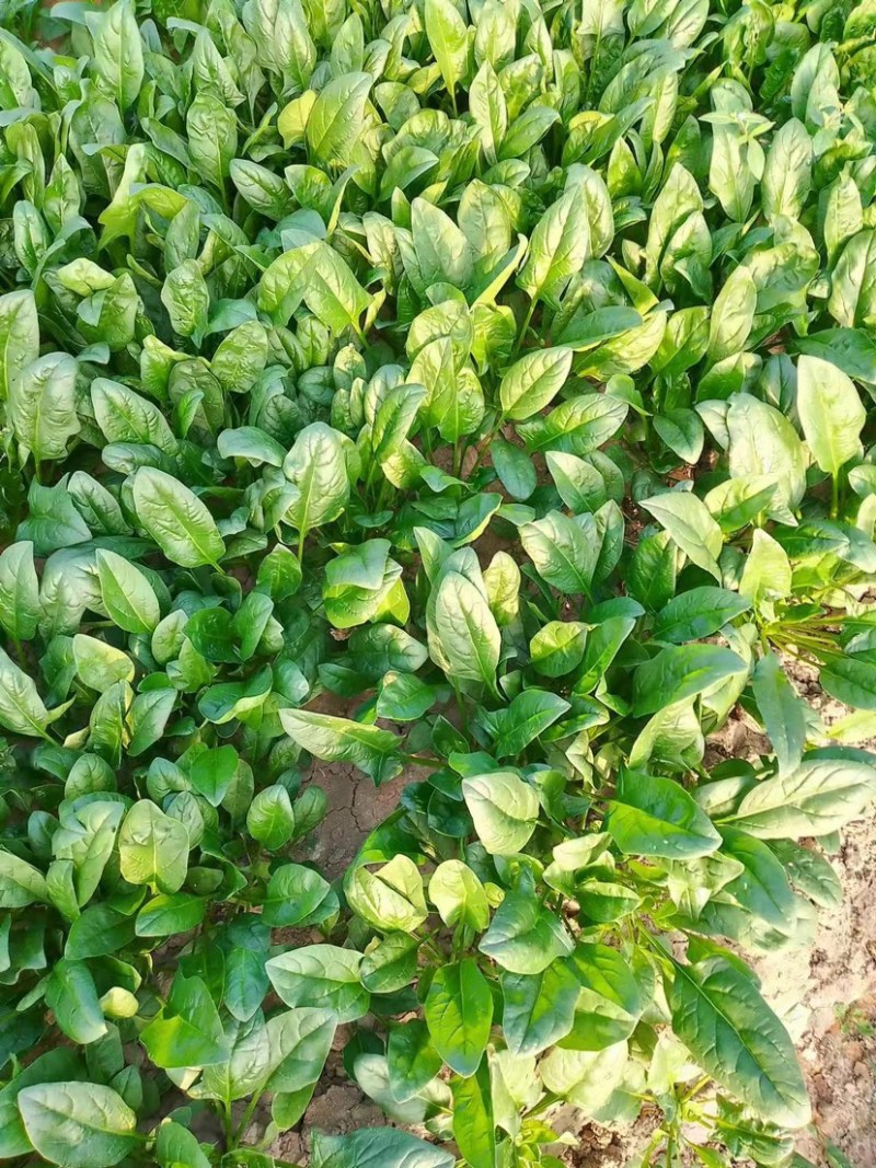 菠菜上海菠菜精品菠菜大量供货，品质保障量大从优欢迎咨询
