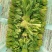 菠菜上海菠菜精品菠菜大量供货，品质保障量大从优欢迎咨询
