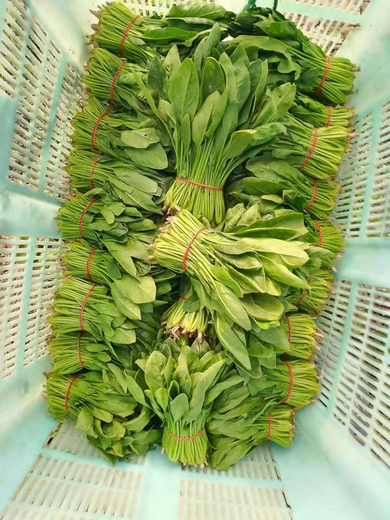 菠菜上海菠菜精品菠菜大量供货，品质保障量大从优欢迎咨询