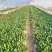 菠菜上海菠菜精品菠菜大量供货，品质保障量大从优欢迎咨询
