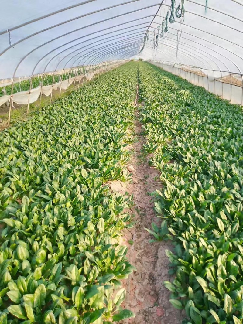 菠菜上海菠菜精品菠菜大量供货，品质保障量大从优欢迎咨询