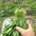 菠菜上海菠菜精品菠菜大量供货，品质保障量大从优欢迎咨询