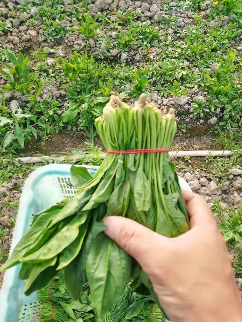 菠菜上海菠菜精品菠菜大量供货，品质保障量大从优欢迎咨询