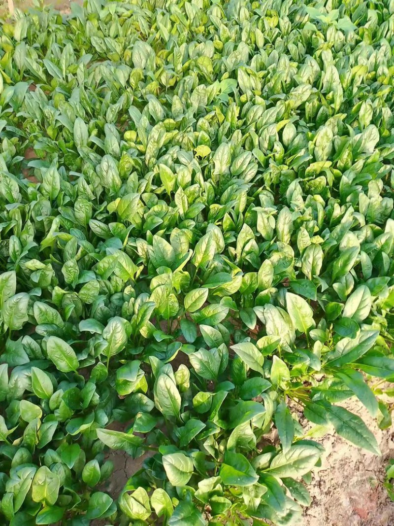 菠菜上海菠菜精品菠菜大量供货，品质保障量大从优欢迎咨询