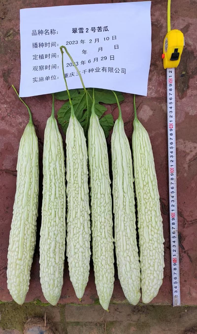苦瓜种子翠雪长白苦瓜颜色白嫩瓜条顺直结瓜密产量高