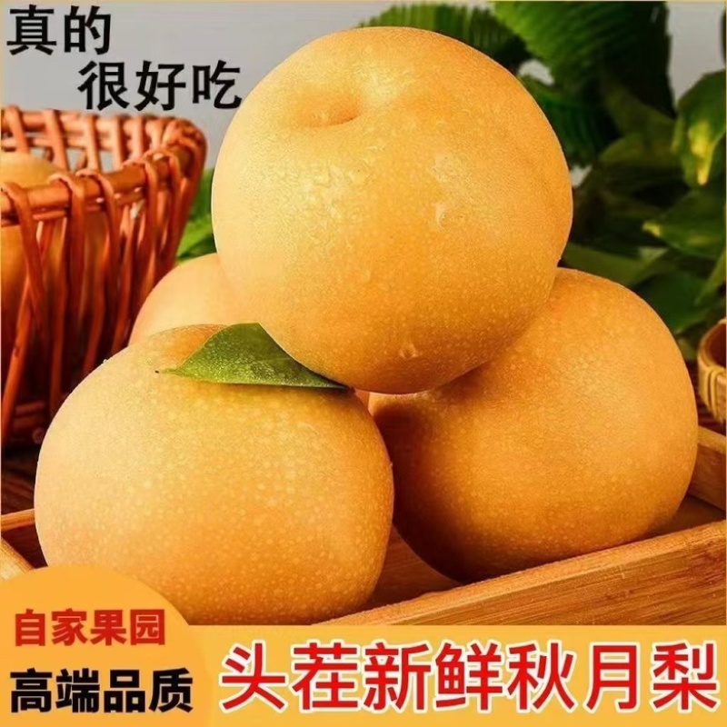 秋月梨，自己种植的秋月梨，货源充足，可视频看货