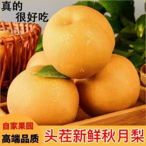 秋月梨，自己种植的秋月梨，货源充足，可视频看货