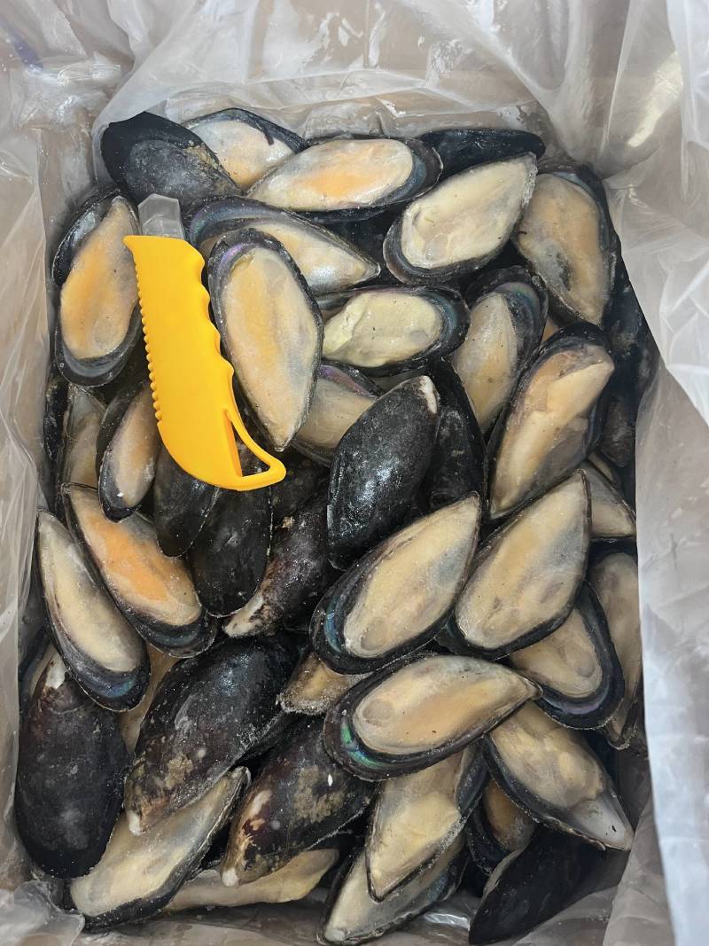 蓝口贝