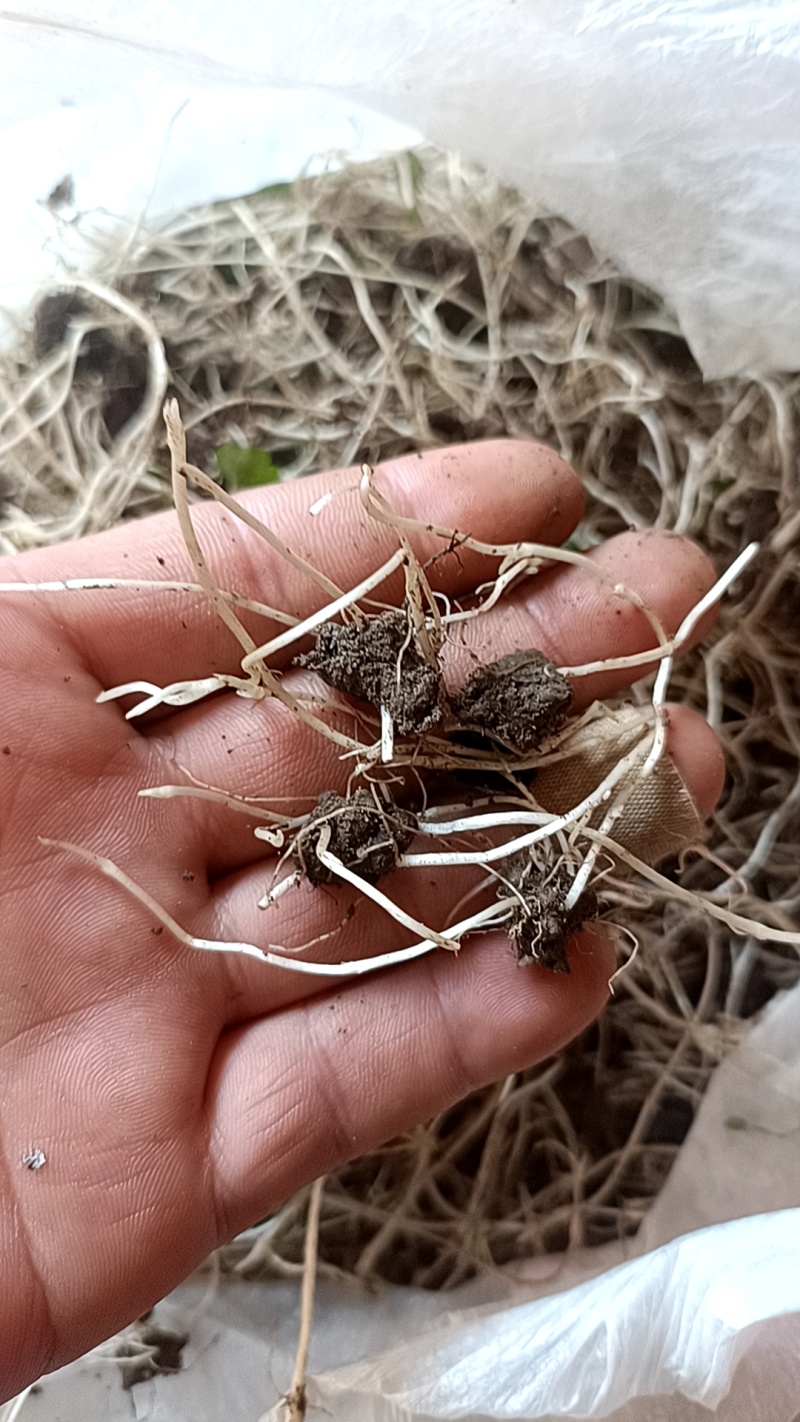 野生猫爪草种苗~猫爪草苗，产地现货
