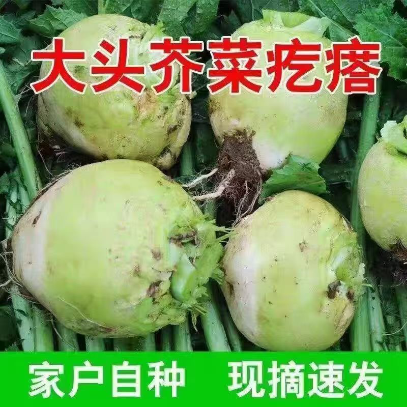 芥菜疙瘩大头菜芥菜头日本光头芥菜二道眉芥菜市场电商