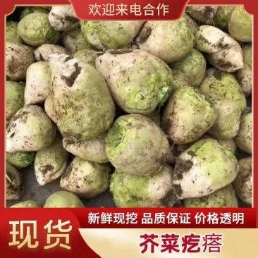 芥菜疙瘩大量上市产地直供。