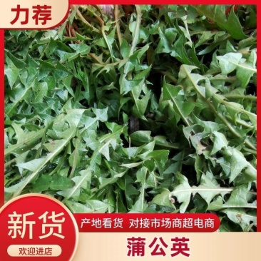 蒲公英产地一手货源直供，对接批发，电商，加工厂等。
