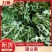 蒲公英产地一手货源直供，对接批发，电商，加工厂等。