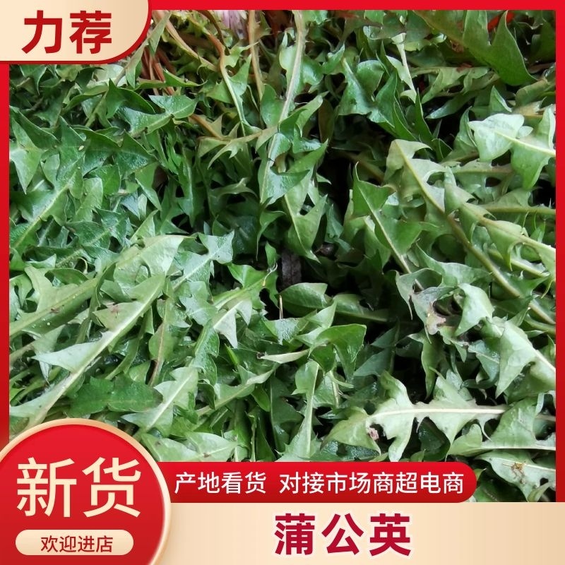 蒲公英产地一手货源直供，对接批发，电商，加工厂等。