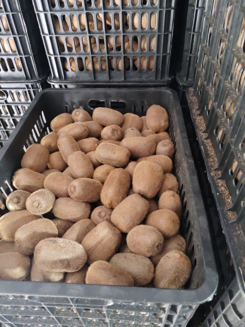 猕猴桃，贵州修文猕猴桃，奇异果“甜蜜诱惑，‘桃’醉味蕾！