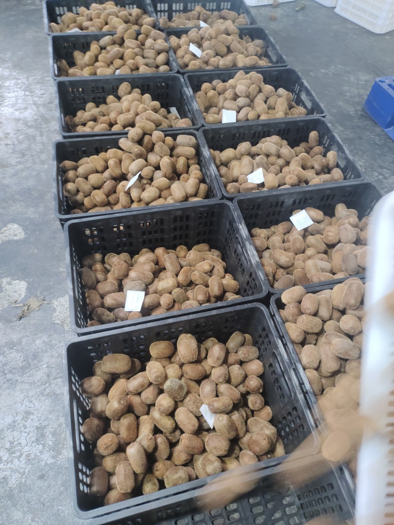 贵长猕猴桃，修文猕猴桃，绿心猕猴桃