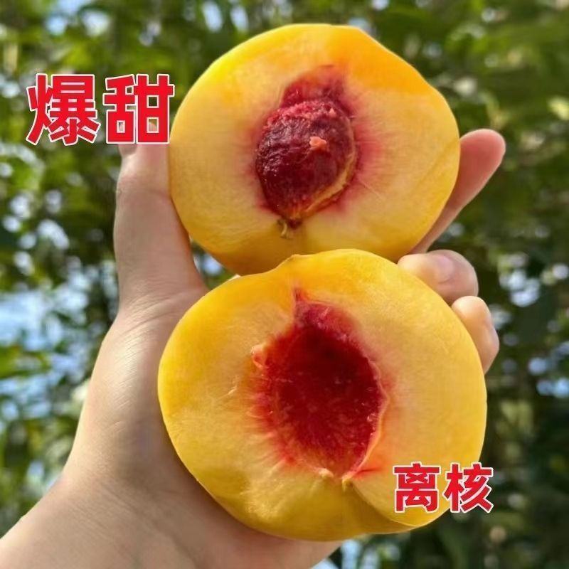 锦绣黄桃黄金45号甜黄金蜜香基地现挖现发包成活包结果