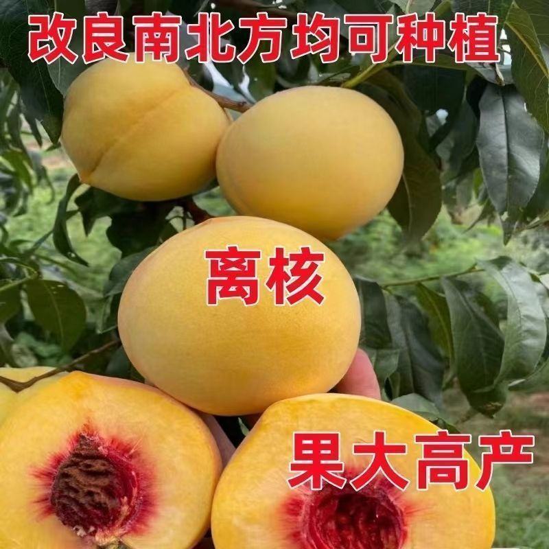 锦绣黄桃黄金45号甜黄金蜜香基地现挖现发包成活包结果
