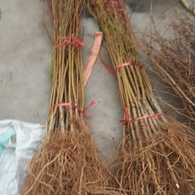 锦绣黄桃黄金45号甜黄金蜜香基地现挖现发包成活包结果