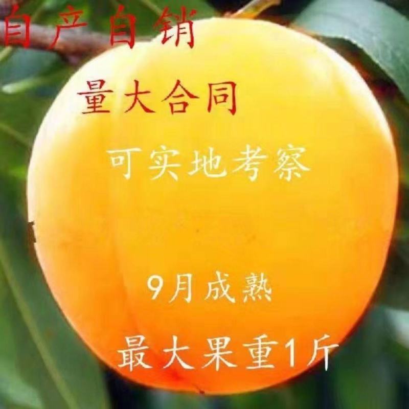 锦绣黄桃黄金45号甜黄金蜜香基地现挖现发包成活包结果