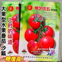 豫艺优五番茄种子沙瓤水果番茄种子好吃高产西红柿种子糖度高