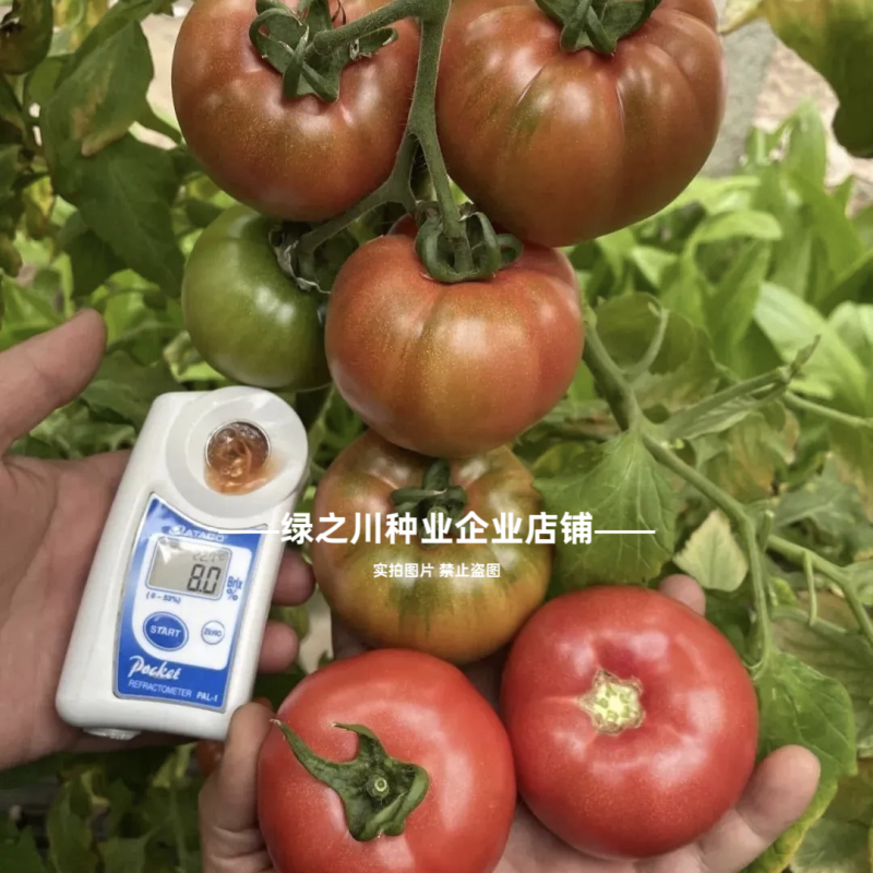 豫艺优五番茄种子沙瓤水果番茄种子好吃高产西红柿种子糖度高
