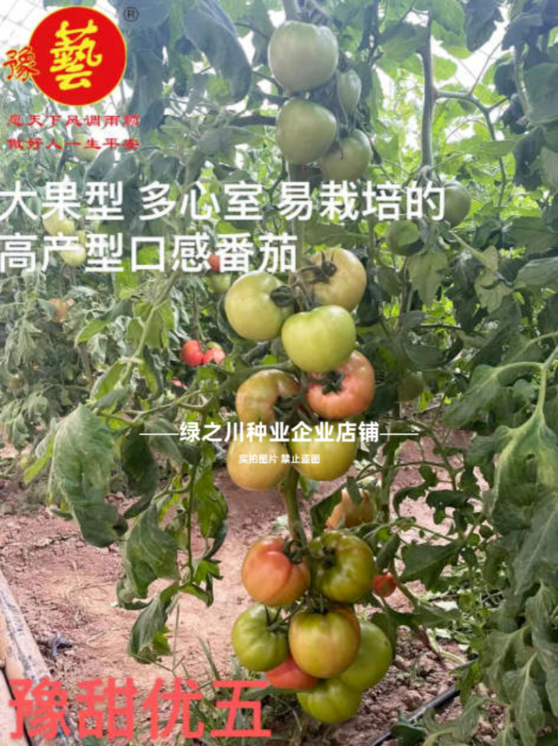 豫艺优五番茄种子沙瓤水果番茄种子好吃高产西红柿种子糖度高