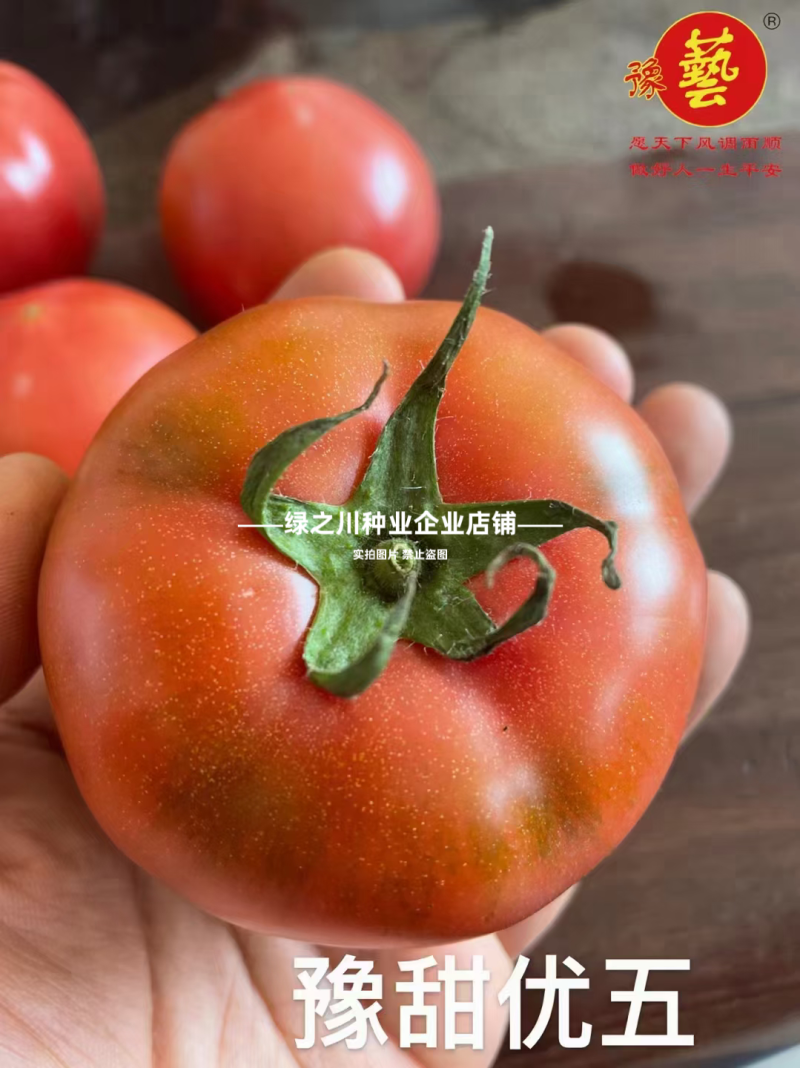 豫艺优五番茄种子沙瓤水果番茄种子好吃高产西红柿种子糖度高