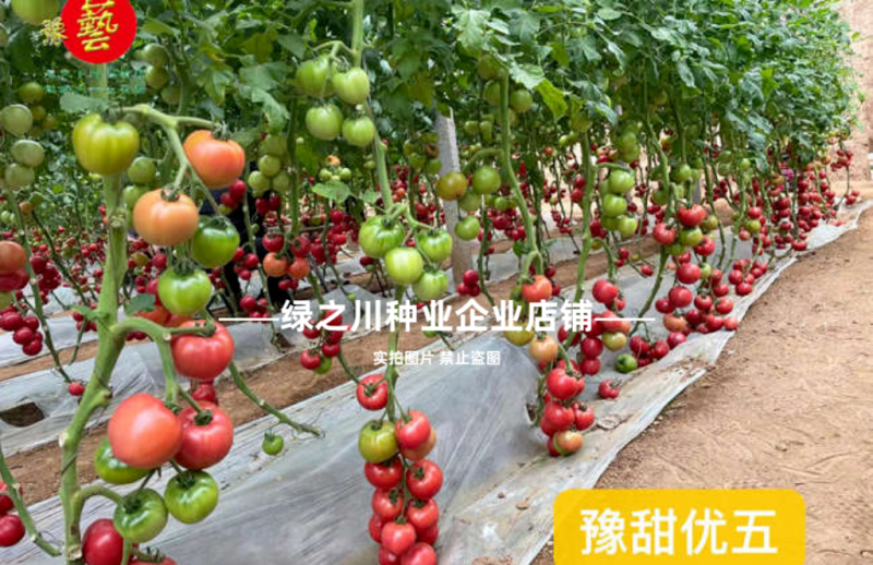 豫艺优五番茄种子沙瓤水果番茄种子好吃高产西红柿种子糖度高