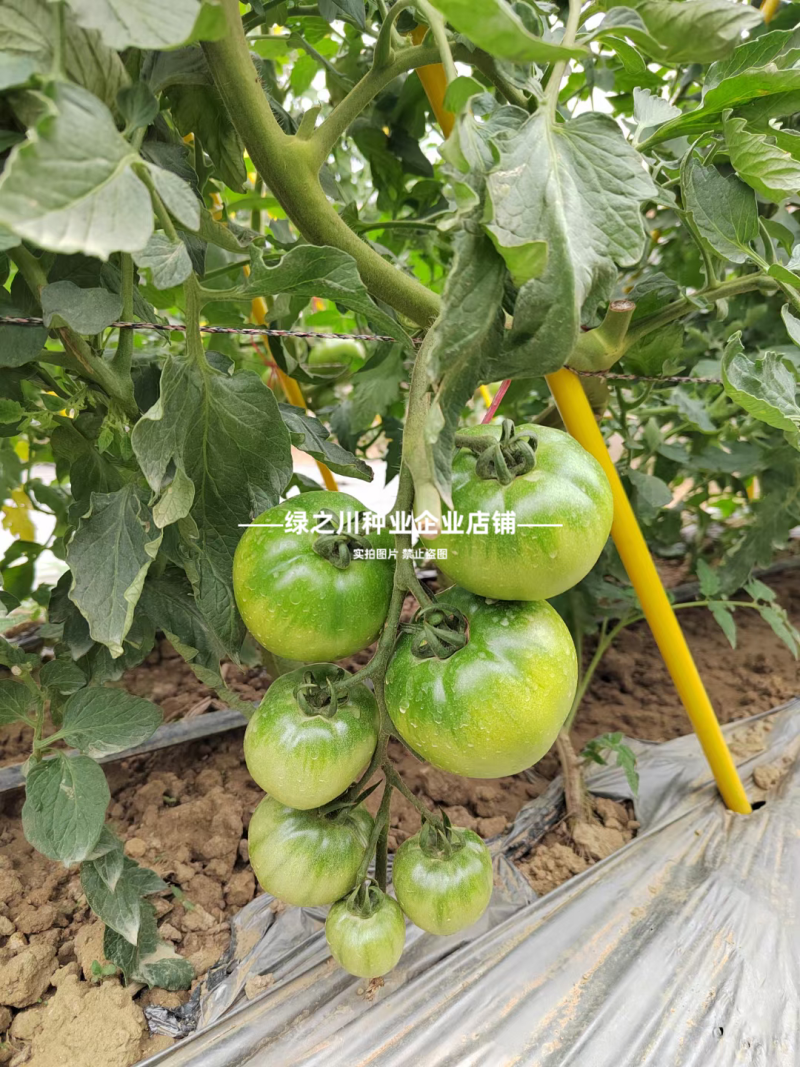 豫艺优五番茄种子沙瓤水果番茄种子好吃高产西红柿种子糖度高