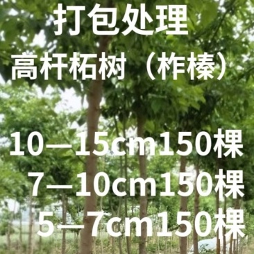 高杆柘树直径5—15厘米450棵清地打包处理